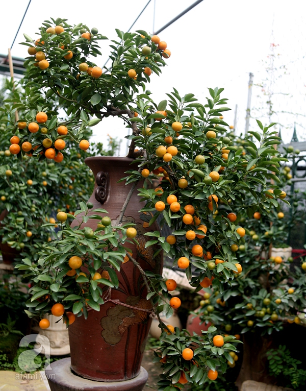 quất bonsai 